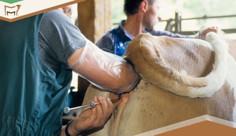 A Comprehensive Guide for Ranchers about Artificial Insemination in Cattle