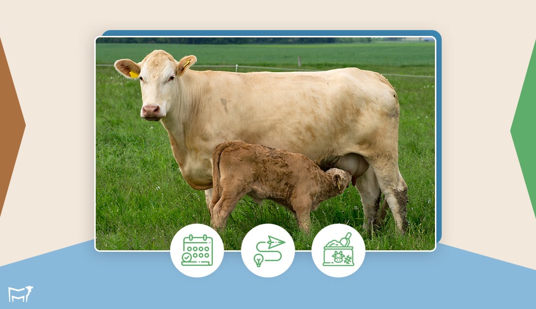 Benefits-of-cattle-gestation-charts-Internal-5-Sept-2024