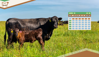 Cattle Gestation Chart: What is it, How to Use, and Benefits