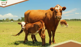 5 Essential Areas to Focus on During Cattle Pregnancy