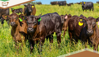 Expert Guide: Mastering Cattle Pregnancy Checks for Maximum Herd Productivity