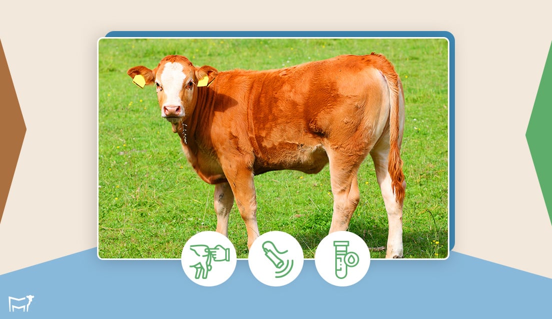 Cattle-Pregnancy-Check-Method-Internal-13-August-2024