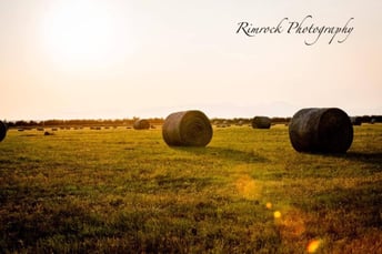 New Feature – Hay Production