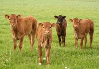 Preconditioning Calves – Setting a Foundation