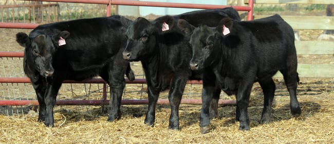 Group of Aberdeen calves