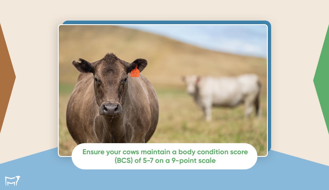 Role-of-Nutrition-and-Environment-During-Cattle-Heat-Cycle-Internal-3-Sept-2024