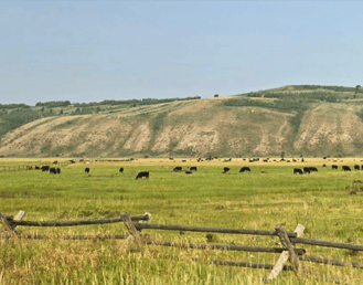 Pasture Management Updates