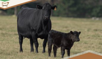 Understanding Cattle Gestation: A Comprehensive Guide for Ranchers