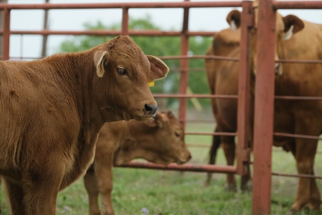 beefmaster calf