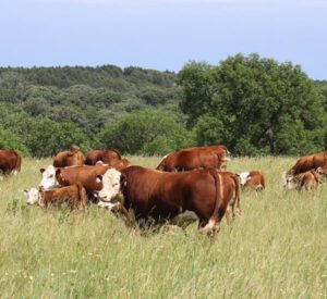 Record Keeping for Registered Cattle - CattleMax
