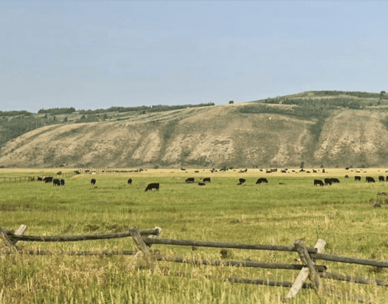 Pasture Management Updates